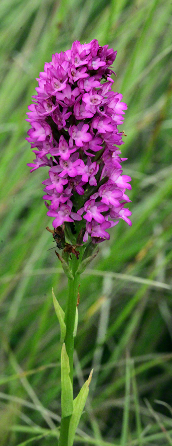Anacamptis pyramidalis - Pyramiden-Hundswurz